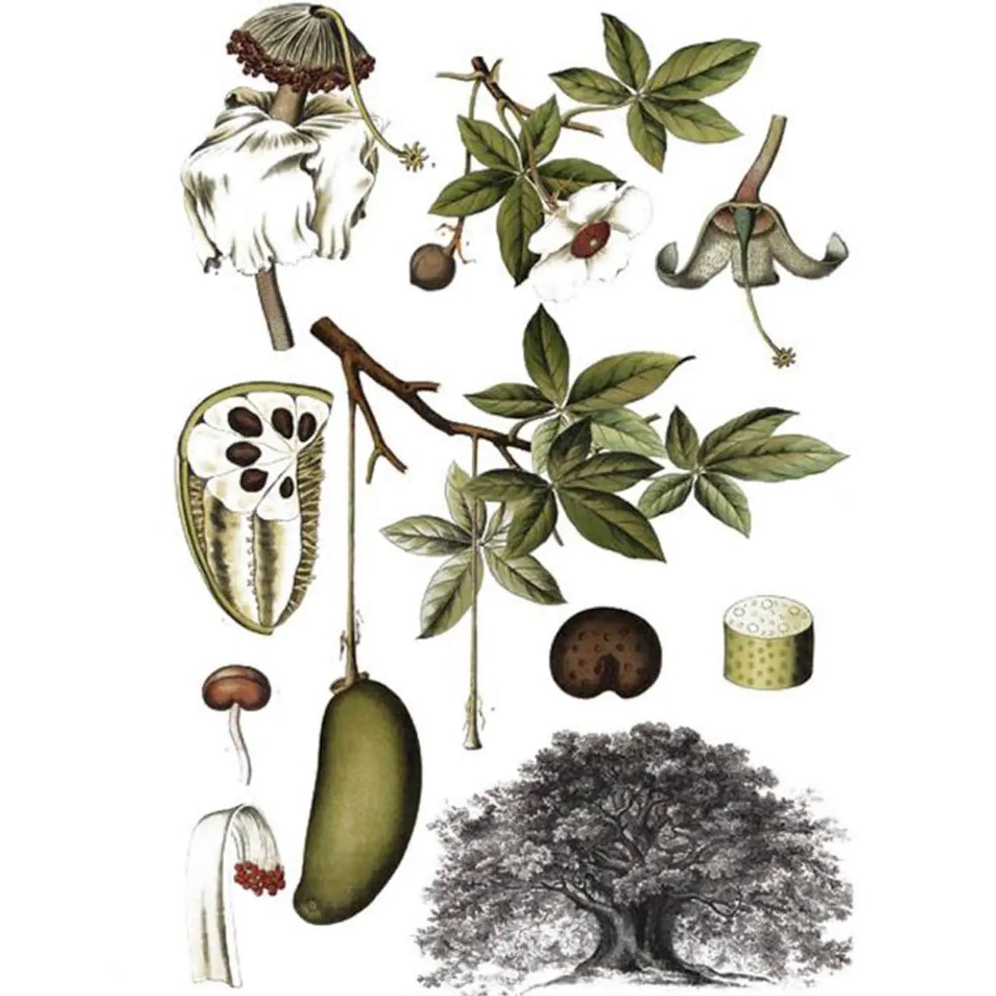 ODACITE | EYE CONTOUR SERUM CONCENTRATE (BAOBAB + SARSAPARILLA)